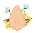 Shampoing Solide Citron Vert et Millefeuille